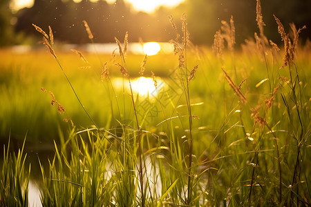 夕阳下的草地背景图片