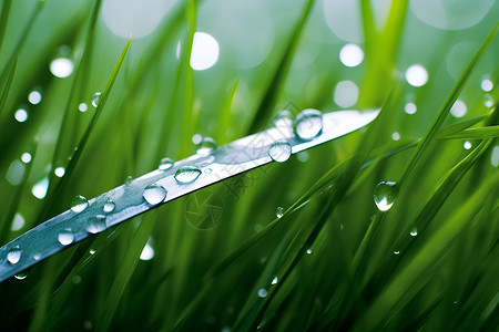 绿叶植物上的水滴背景图片