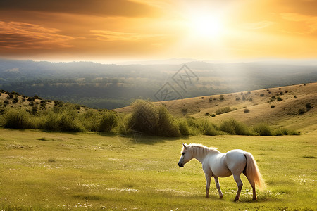 山野中的白马背景图片