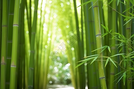 户外的绿色竹子背景图片