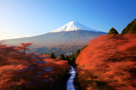秋季户外的红色枫叶背景图片