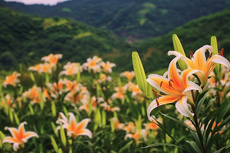 户外漂亮的百合花背景图片