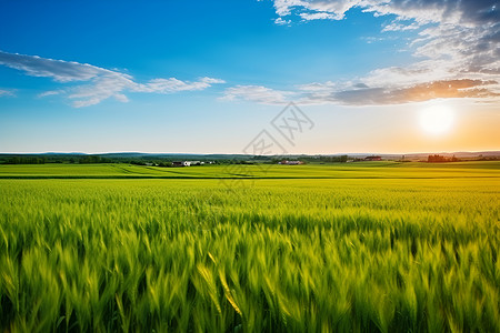 翠绿麦田美景户外青绿的小麦背景