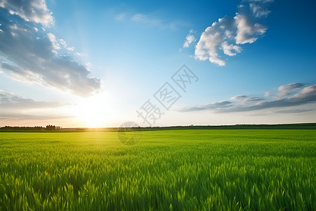 户外绿油油的小麦背景图片