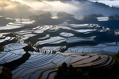 航拍的农村稻田背景图片