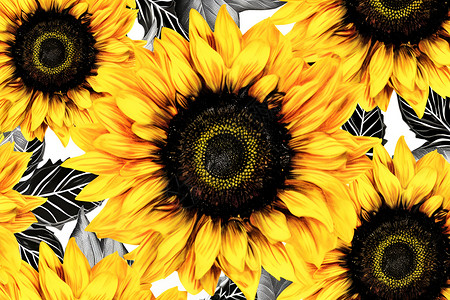 太阳花的对称图案高清图片