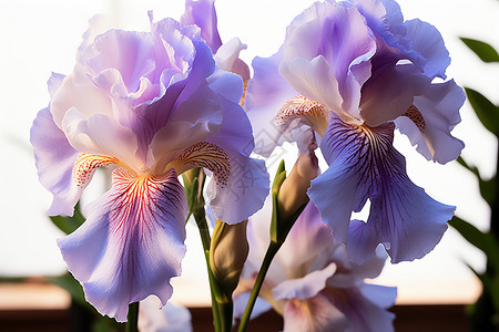 紫色的盛开花朵背景图片