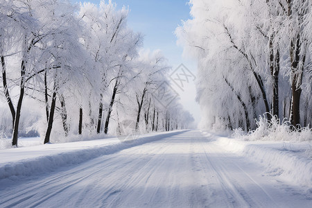 树木中雪地覆盖的道路背景图片