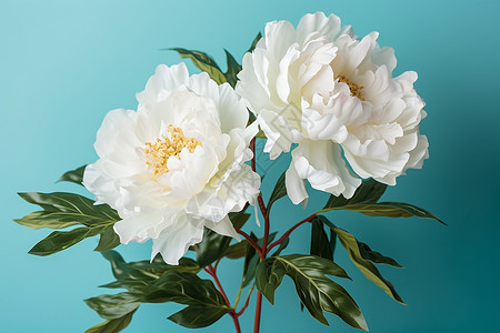 白色的植物花朵背景图片