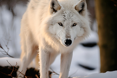 冬季丛林中的白狼背景图片