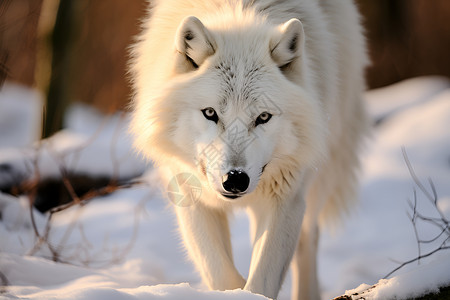 凶猛可怕的白狼背景图片