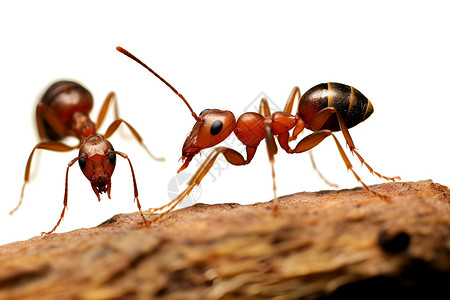 害虫的蚂蚁群高清图片