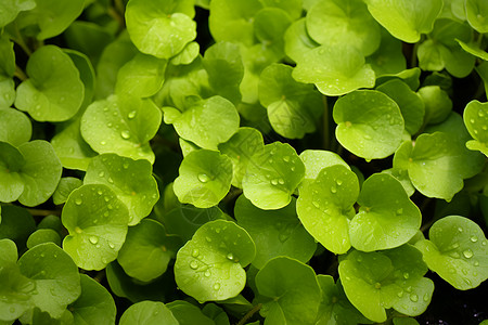 绿叶上的水滴高清图片