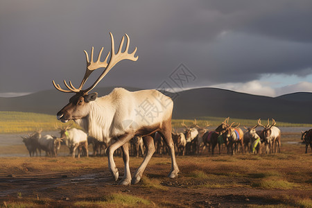 白色巨鹿背景图片