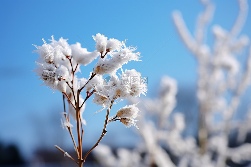 冰雪晶莹图片