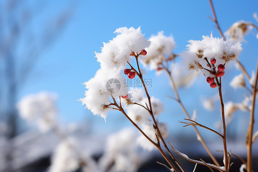 被雪覆盖的植物图片