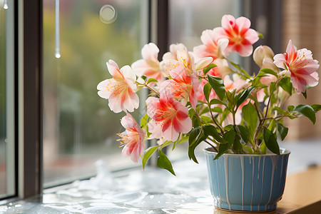 窗前的鲜花盆栽背景图片