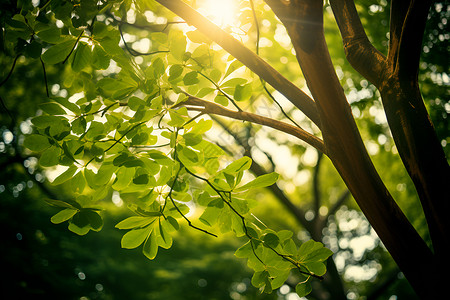 阳光穿过树叶背景图片