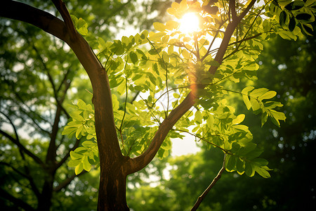 太阳穿透树叶背景图片
