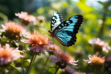 粉红色花朵上一只蓝色蝴蝶背景图片