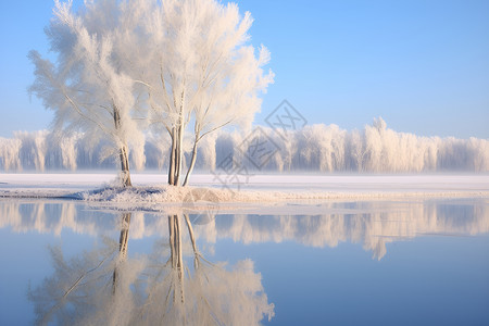 冰雪覆盖的树林背景图片