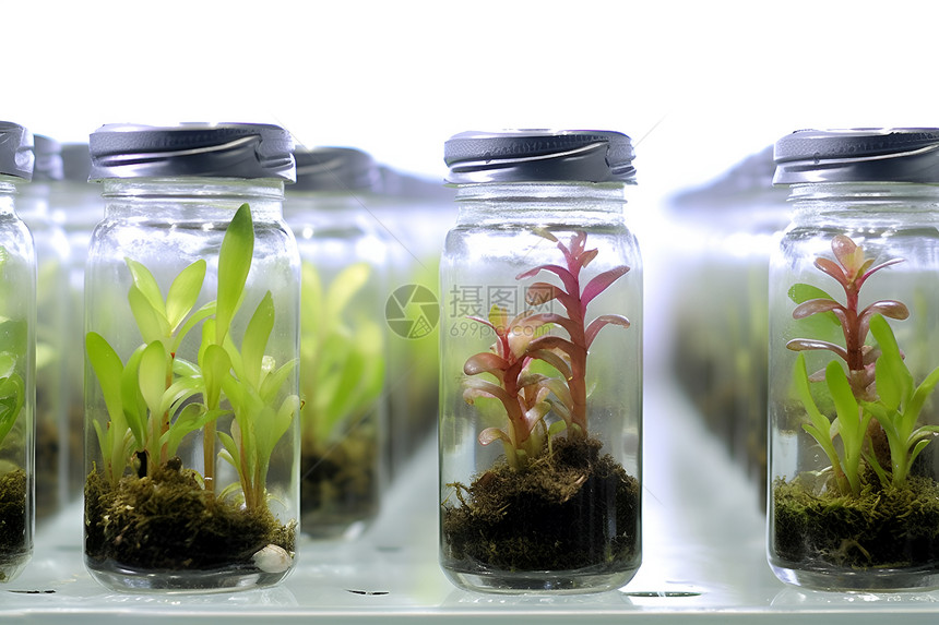 玻璃罐中培育的植物幼苗图片