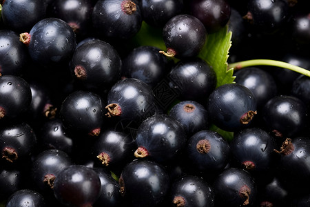 甜美诱人的黑莓果实背景图片
