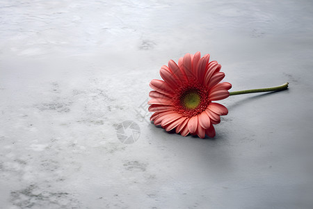 混凝土地板上的雏菊背景图片