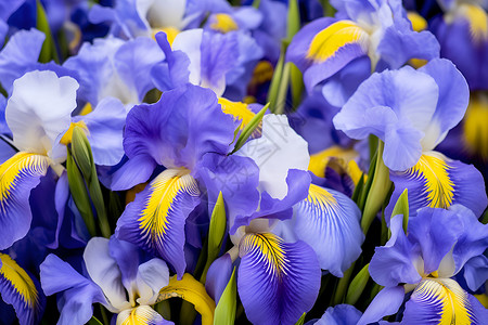 色彩绚丽的兰花花朵背景图片
