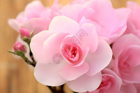 花园绽放的粉色花朵背景图片