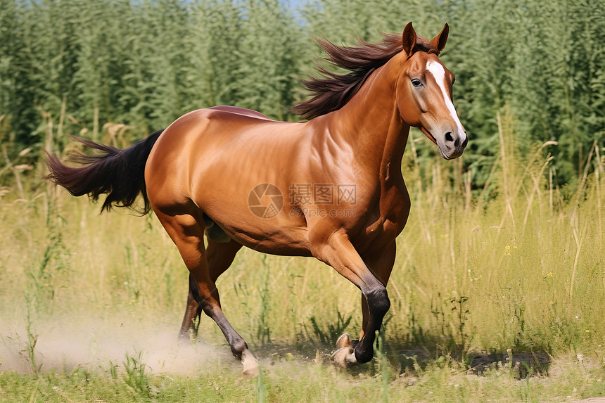 草原奔跑的马匹图片