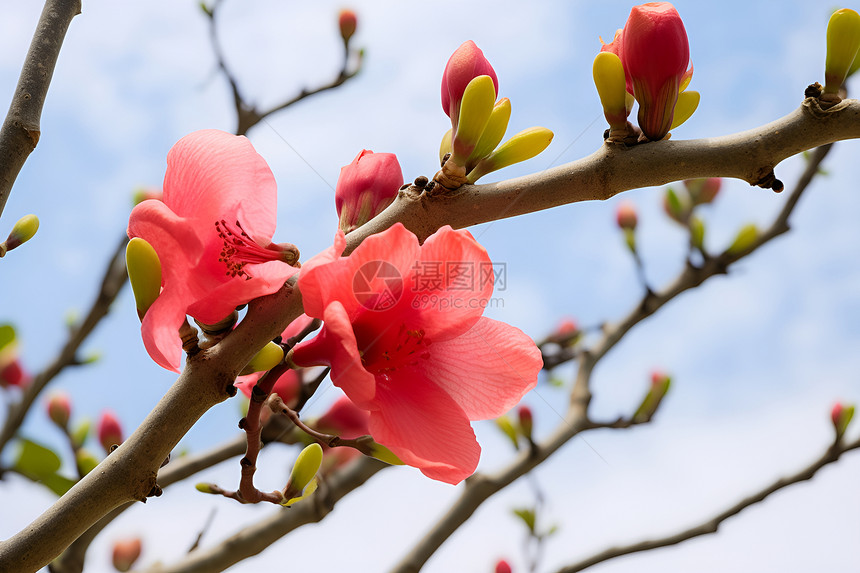 美丽绽放的桃花花朵图片