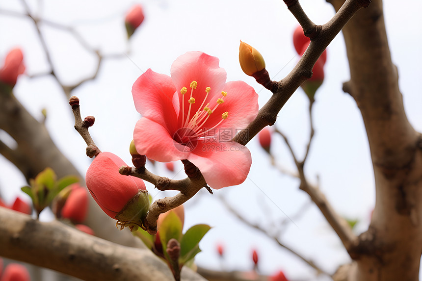 春季花园绽放的桃花花朵图片