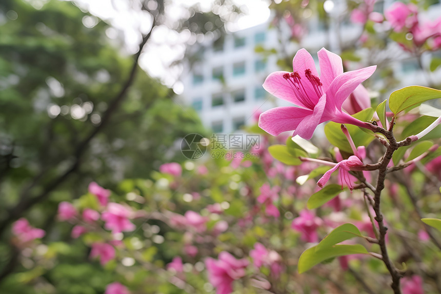 春季花园中绽放的樱花花朵图片