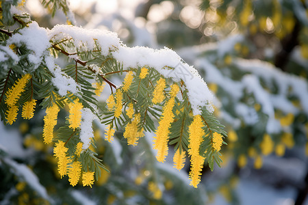 冬季白雪覆盖的梅花背景图片