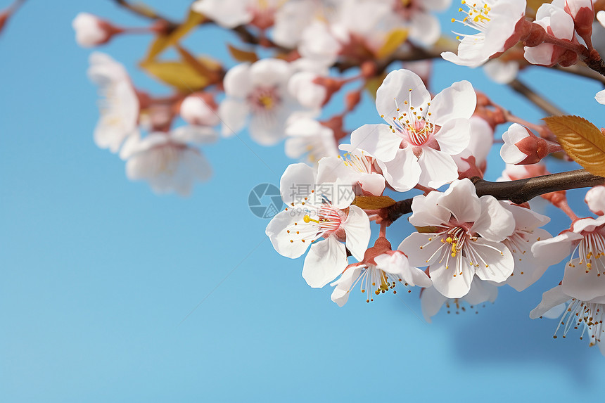 樱花盛开的春天图片
