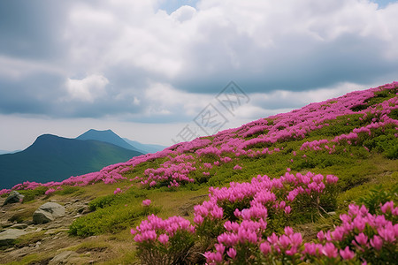 山顶云花海背景图片