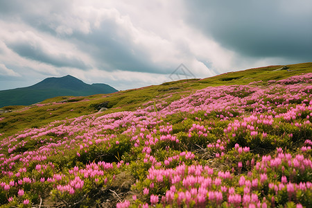 粉色花朵丛杜鹃花盛开高清图片
