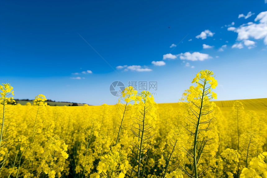 油菜花花海图片