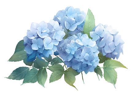 蓝绣球美丽的蓝色绣球花插画