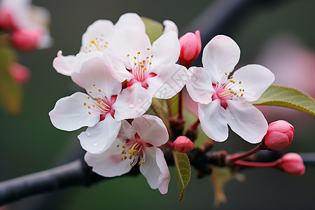 清新春天的白粉红花朵背景图片