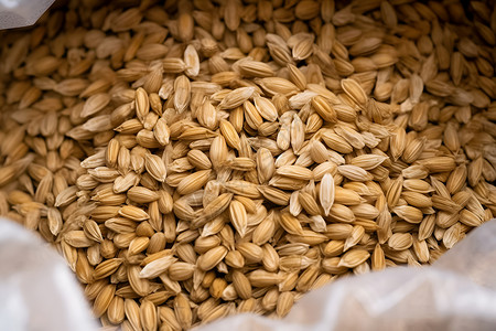 小麦芽丰收的原始粮食背景