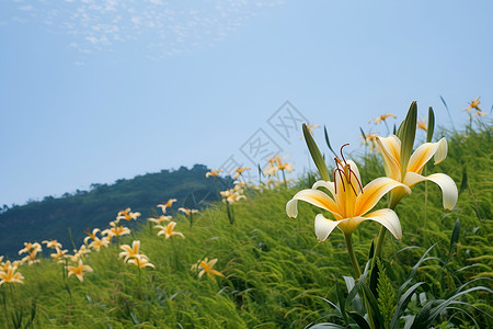 漫山遍野的鲜花背景图片