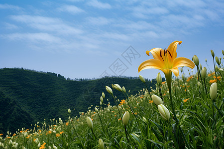 夏季柔软的鲜花背景图片