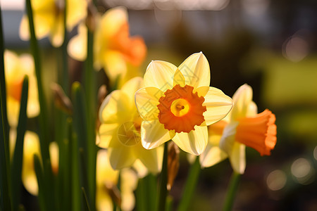 花园里娇艳的黄花背景图片