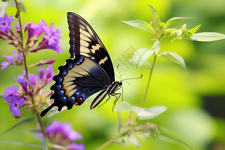 彩色翅膀的蝴蝶背景图片