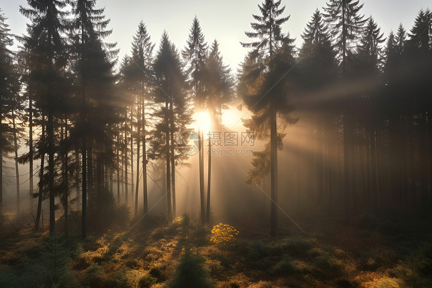 迷雾笼罩的丛林景观图片