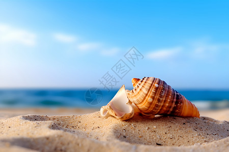 夏季海滩上的贝壳背景图片