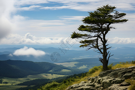 山顶一棵孤零零的树背景