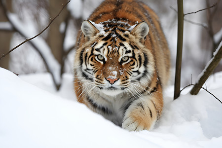 户外野生的老虎背景图片